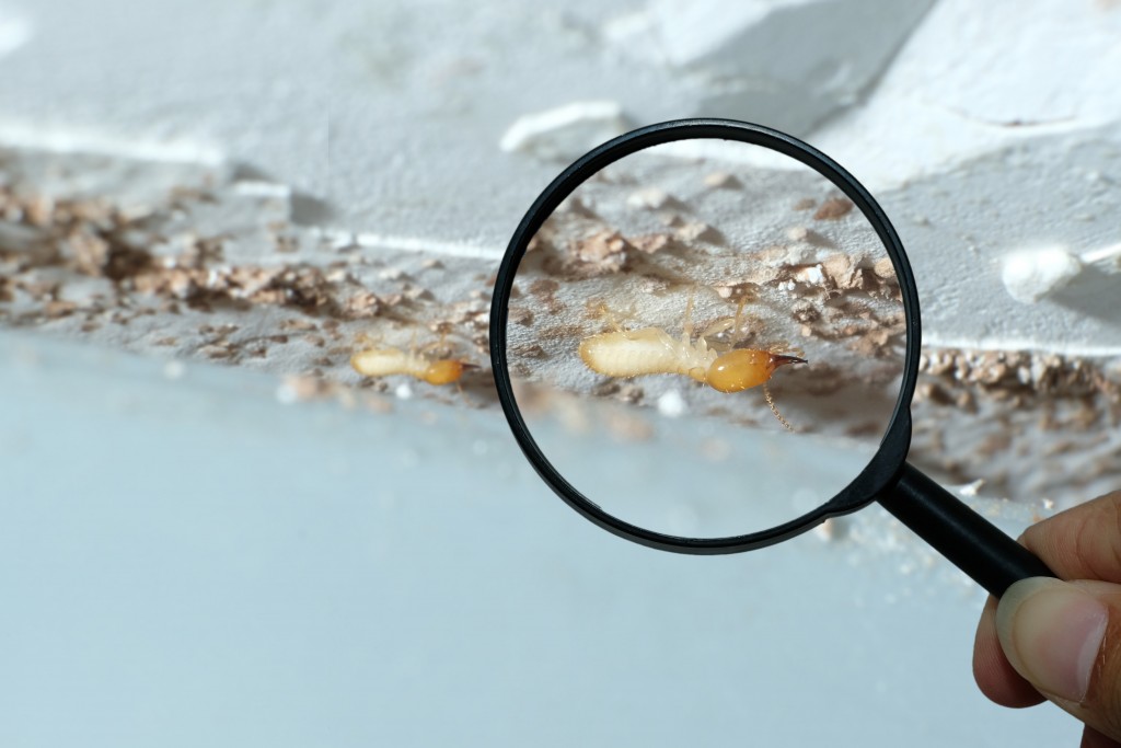 magnifying glass on a termite