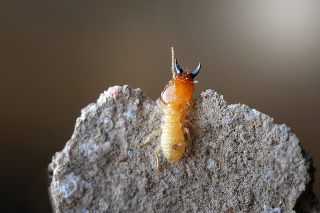 termite on the cement