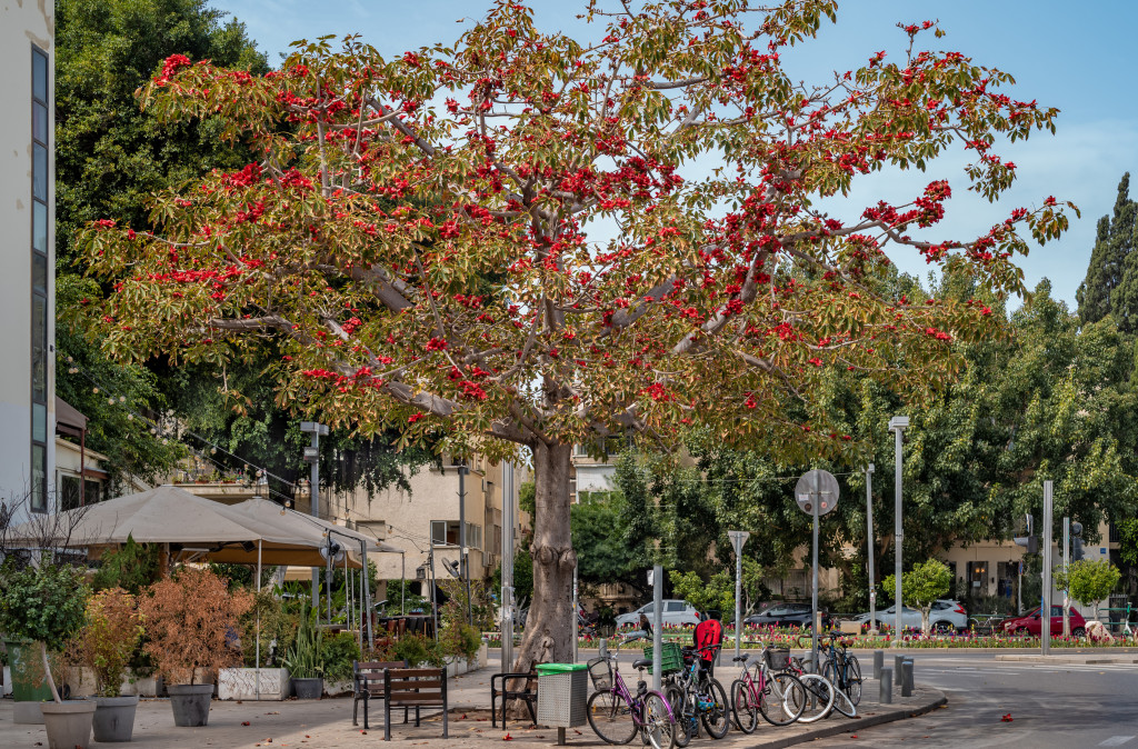 Healthy trees in front of business establishments