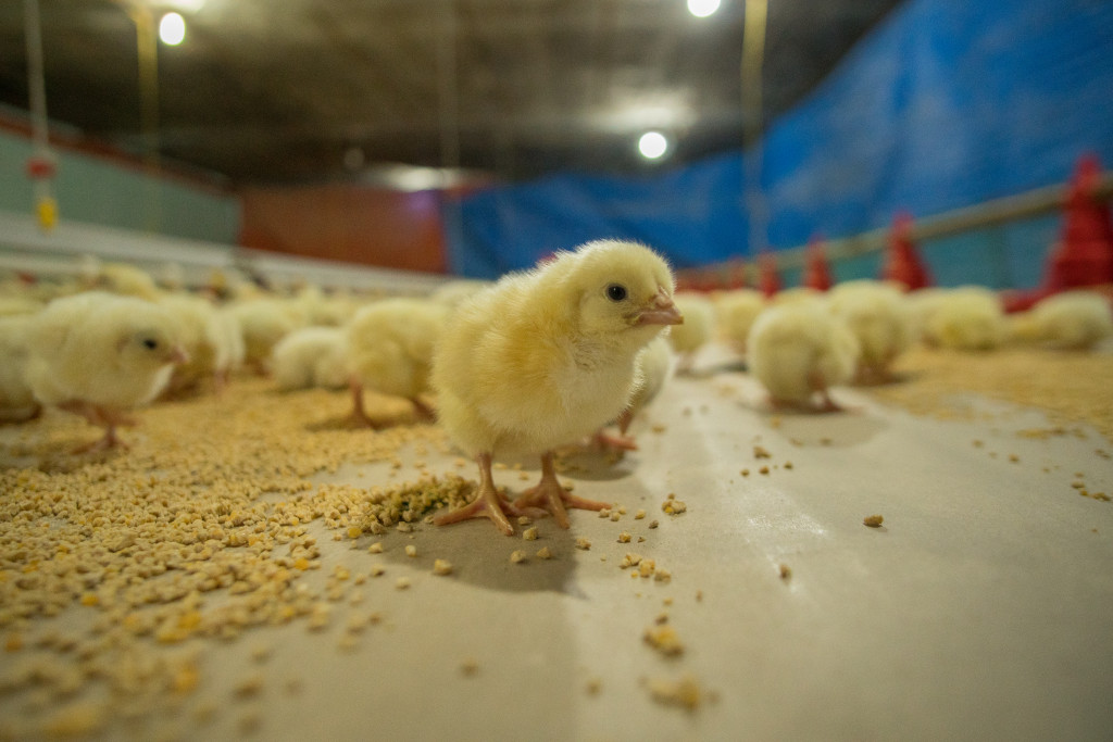 Healthy chicks inside a chicken farm, surrounded by feeds
