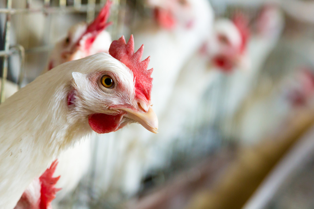 A clean looking chicken in a chicken farm