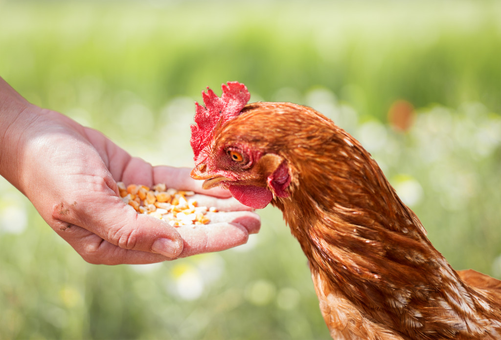 A hand full of chicken feeds while a hen feed of it